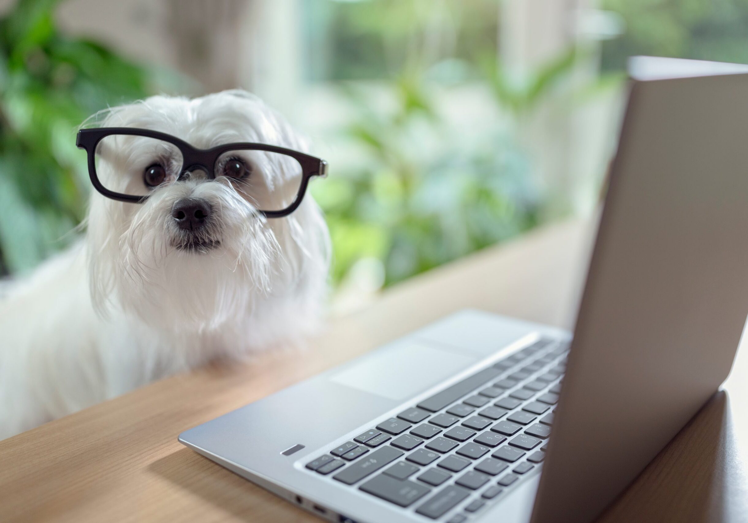 Dog with glasses using laptop computer