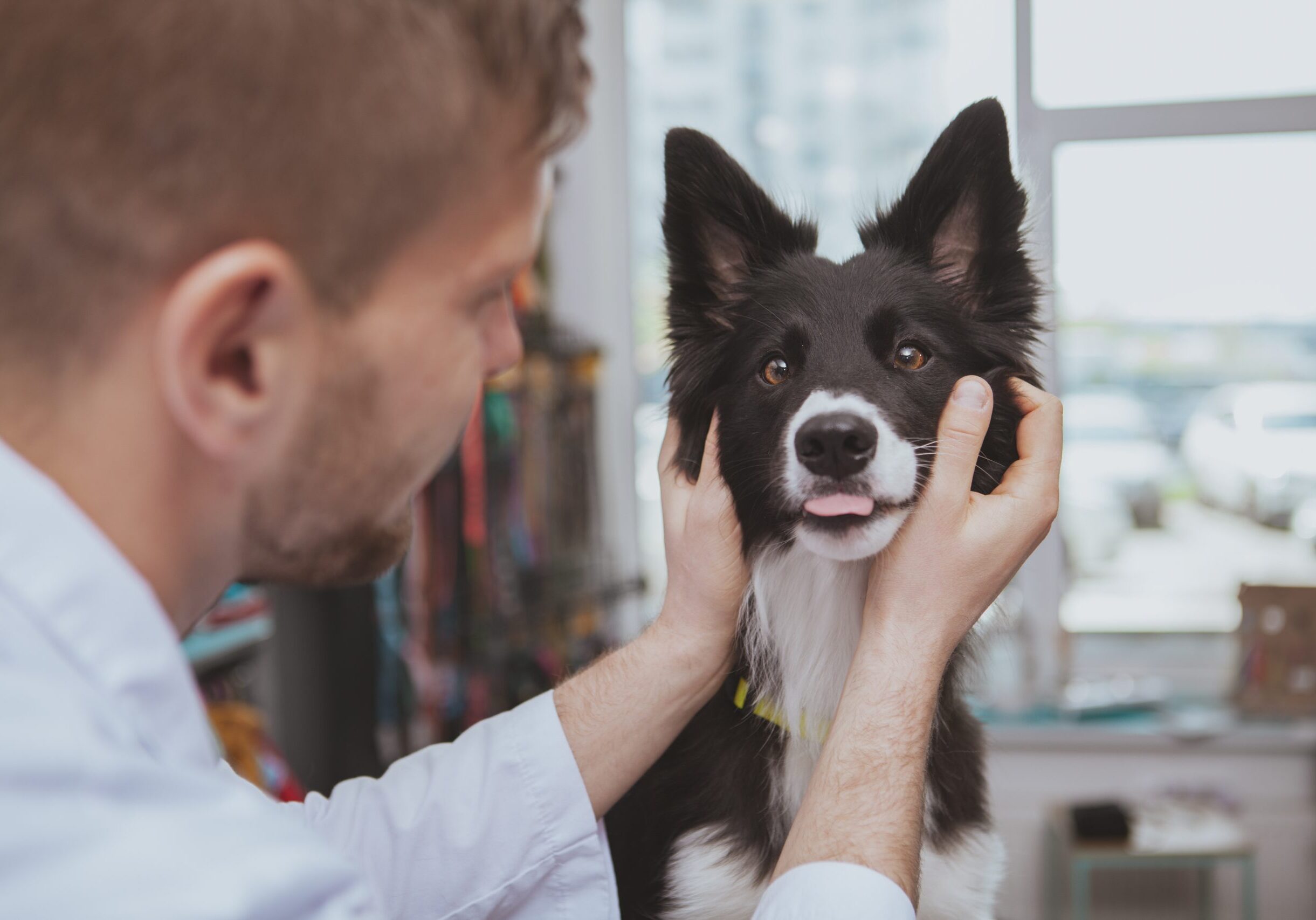 Close up of a cute happy healthy dog sticking out its tongue during medical examination by vet doctor. Rear view shot of a professional veterinarian examining adorable funny dog