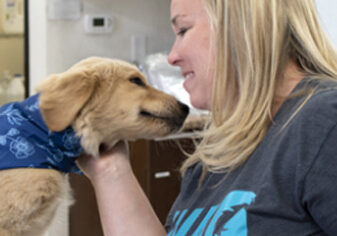 Young golden retriever puppy wearing bandana while woman holds its face