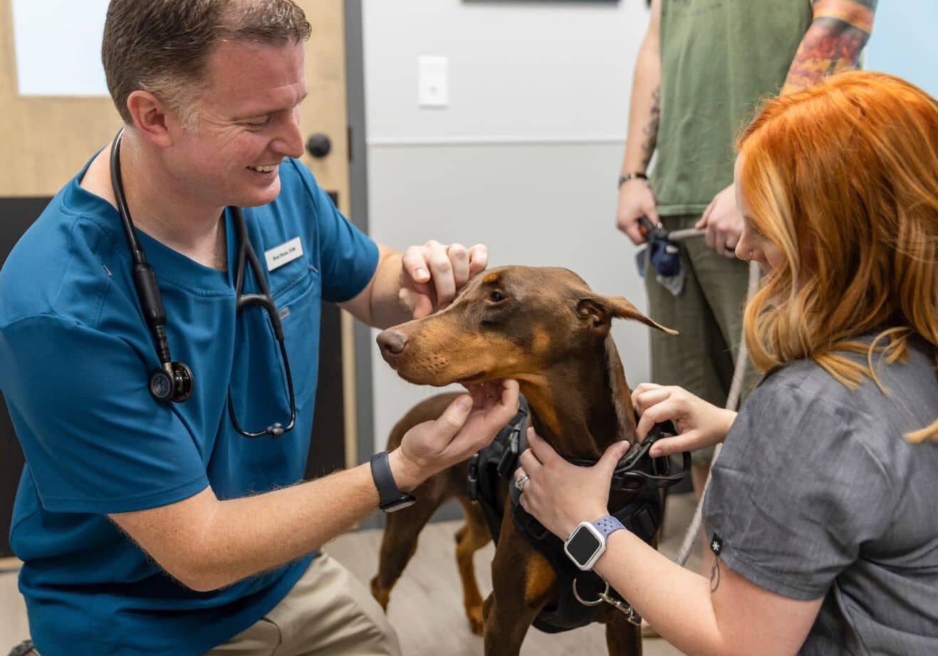 Dr. Stock examining young doberman with veterinary assistant BreAnn